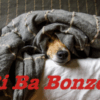 Bi Ba Bonzo